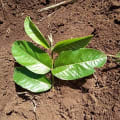 Guayaba