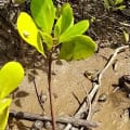 White Mangrove