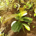 Aguacate