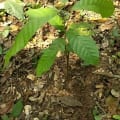 Cacao