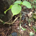 Árbol dinamita