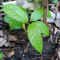 Cacaotier