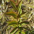 Guava