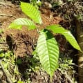 Cacaotier