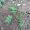 Spanish Cedar