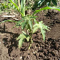 Papaya