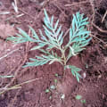 Grevillea