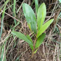 Acacia Mangium