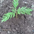 Grevillea