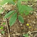 Cacao