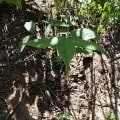 Caoba