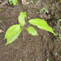 Cacao