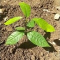Cacao