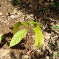 Cacaotier