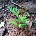 Grevillea