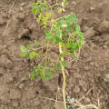 Moringa