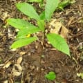Cacao