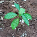 Markhamia