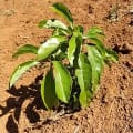 Camphor tree