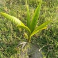 Cocco