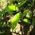 Caoba
