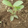 Guava