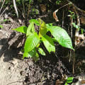 Funkytree 