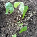 Croton