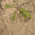 Cassia