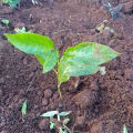 Passion Fruit