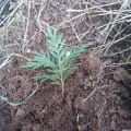 Grevillea