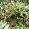 Grevillea