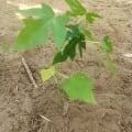 Papaya