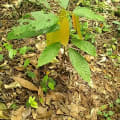 Cacao