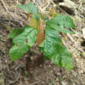 Cacao