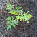Moringa