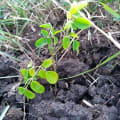 Moringa