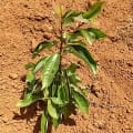 Camphor tree