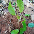 Cacao