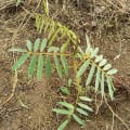 Tephrosia