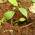Cacao