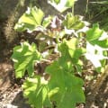 Barbados Nut