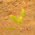 Acacia Mangium