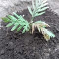 Grevillea
