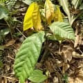 Cacao
