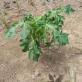 Papaya