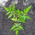 Neem