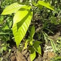 Cacao