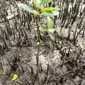 Mangrovia Nera