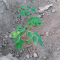 Moringa
